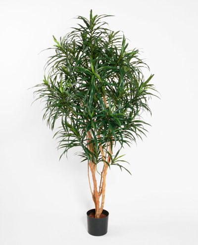 1201-150 Dracena Reflexa Anita 150cm